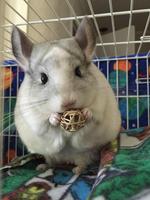 Chinchilla Care poster