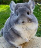 Chinchilla Care screenshot 1
