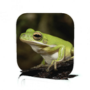 Frog Care APK
