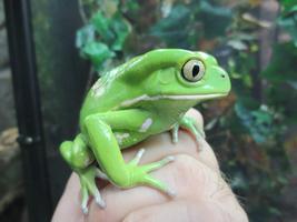 Frog Care-poster