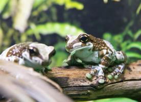 Frog Care screenshot 1
