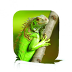 ”Iguana Care