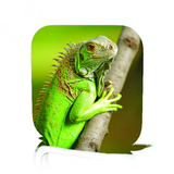 Iguana Care simgesi