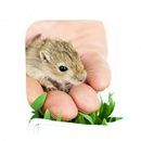 Gerbil Care APK