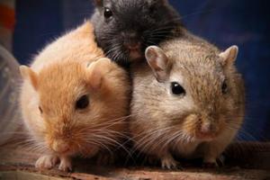 Gerbil Care Affiche
