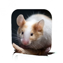 Mouse Care APK