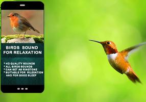 Bird Sounds For Relaxation 截图 3