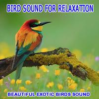 Bird Sounds For Relaxation Affiche