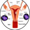 Blood Discharge In Pregnancy