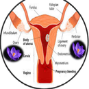 Blood Discharge In Pregnancy APK