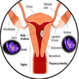 Blood Discharge In Pregnancy icône