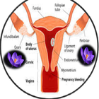 Blood Discharge In Pregnancy icon