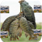 TILAPIA FISH BENEFITS AND DANG icône