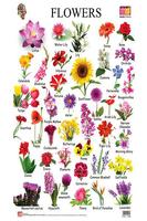 The world of Flowers Affiche