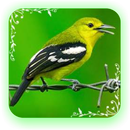 Suara Masteran Burung Sirtu APK
