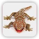 Suara Tokek Nyaring Bunyinya APK