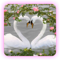 Goose Wallpapers