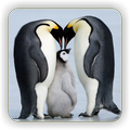 Penguin Wallpapers