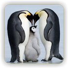 Penguin Wallpapers icon