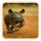 Rhino Wallpapers icône