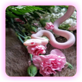 Snake Wallpapers
