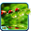 Water Drop 3D Wallpaper APK