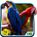 Bird 3D Wallpaper APK