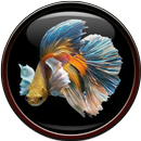 Betta Fish Wallpaper APK