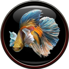 Betta Fish Wallpaper icon