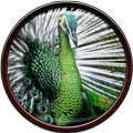 Bird Wallpaper