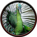 Bird Wallpaper APK