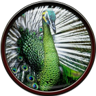 Bird Wallpaper আইকন