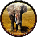 Elephant Wallpaper