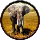 Elephant Wallpaper APK