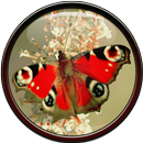 APK Butterfly Wallpaper