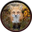 APK Fox Wallpaper