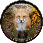 Fox Wallpaper ไอคอน