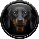 APK Dog Wallpaper