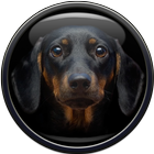 Dog Wallpaper ไอคอน