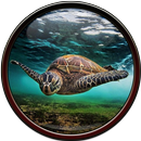 APK Turtle Wallpaper