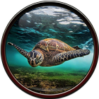 Turtle Wallpaper ไอคอน