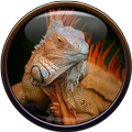 Iguana Wallpaper