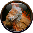Iguana Wallpaper APK
