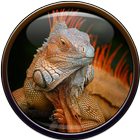 Iguana Wallpaper ikon