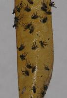 To get rid of the flies poster