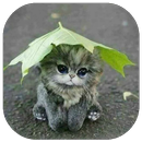How to Breed Cats APK