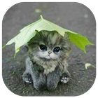 How to Breed Cats icon