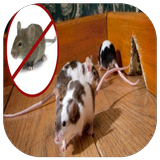 get rid of Mice House icon