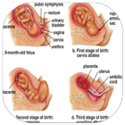 labor and delivery ไอคอน