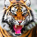 Tiger Wallpapers Offline APK